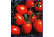 Кариока - томат детерминантный, Isi Sementi (Иси Сементи), Италия фото, цена